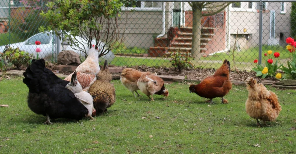 10 Secret Backyard Mini Farms Chicken Care Hacks