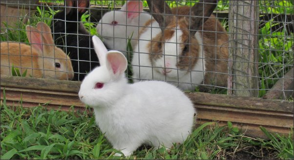 5 Smart Backyard Mini Farms Rabbits That Thrive in Small Yards