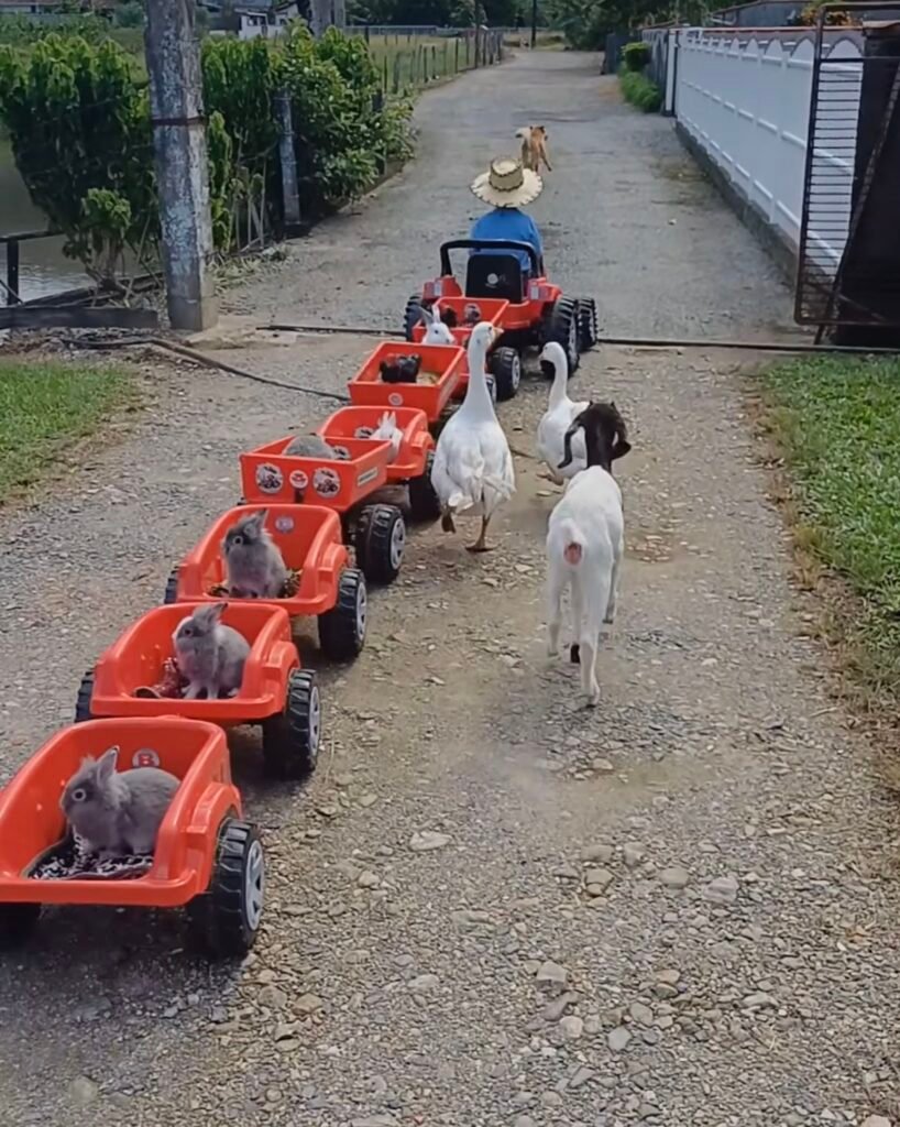 5 Proven Backyard Mini Farms Rabbit Raising Lessons