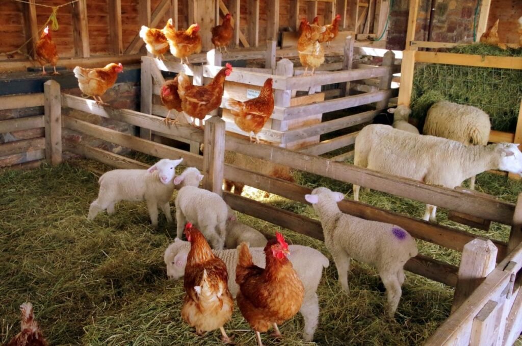 7 Backyard Mini Farms Chicken Breeds Perfect for Beginners