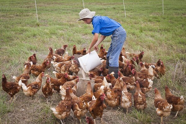 7 Easy Backyard Mini Farms Chickens for Beginners