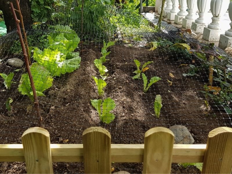 4 Backyard Mini Farms Changes That Doubled My Harvest