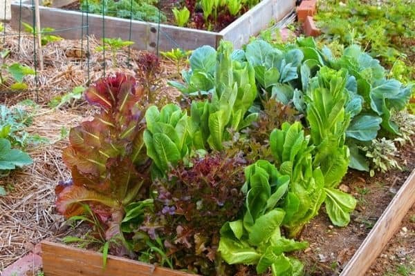 10 Essential Backyard Mini Farms Tools Every Beginner Needs