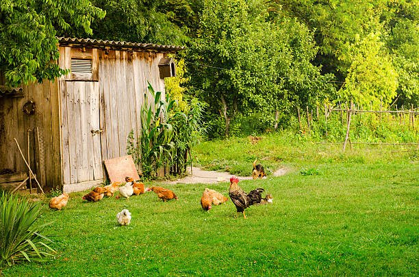 10 Secret Backyard Mini Farms Chicken Care Hacks