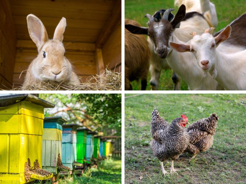 8 Backyard Mini Farms Livestock Mistakes I Learned the Hard Way
