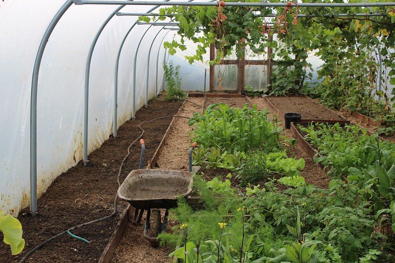 6 Smart Backyard Farming Tips I Wish I Knew Earlier