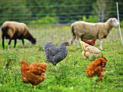 9 Easy Backyard Livestock Farm Tips That Cut Costs Fast