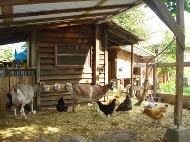 5 Powerful Backyard Livestock Farm Mistakes to Avoid