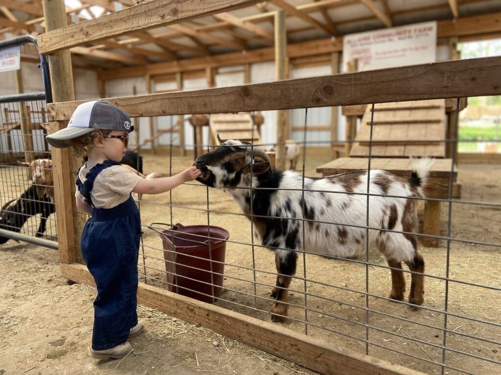 10 Smart Backyard Livestock Farm Ideas for Beginners