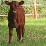 9 Easy Backyard Livestock Farm Tips That Cut Costs Fast
