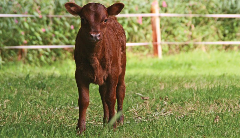 5 Powerful Backyard Livestock Farm Mistakes to Avoid