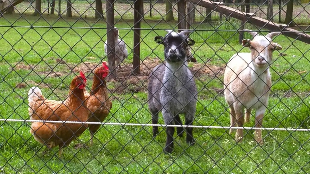 5 Powerful Backyard Livestock Farm Mistakes to Avoid