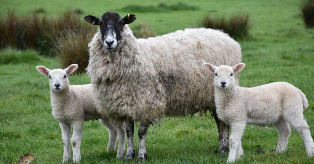 7 Essential Backyard Livestock Farm Lessons From My First Year