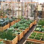 12 Proven Backyard Vegetable Farm Secrets for Bigger Harvests