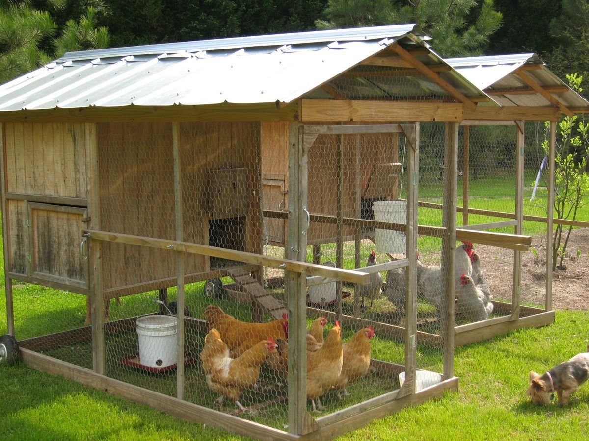 7 Essential Backyard Livestock Farm Lessons From My First Year