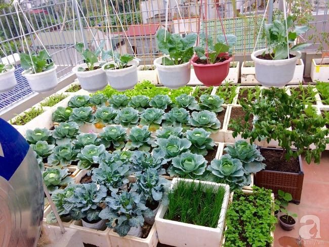 6 Smart Backyard Vegetable Farm Layouts I Tried Myself