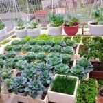 8 Easy Backyard Vegetable Farm Crops That Grow Fast