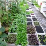 6 Smart Backyard Vegetable Farm Layouts I Tried Myself