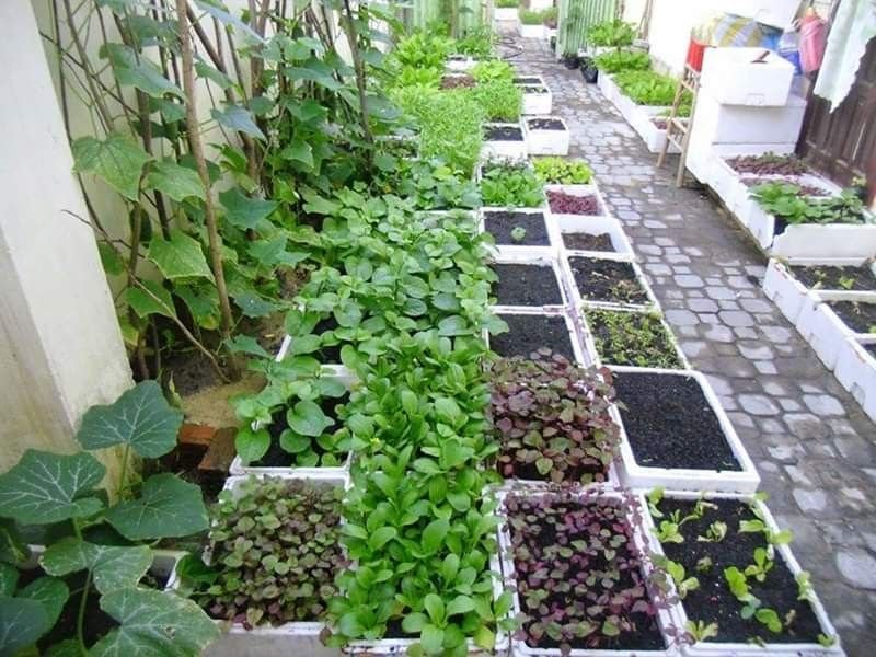 6 Smart Backyard Vegetable Farm Layouts I Tried Myself