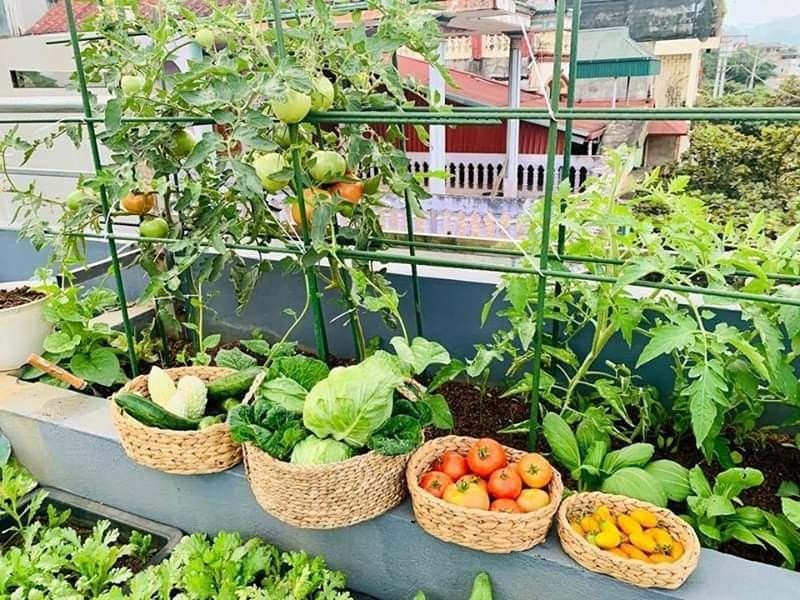 8 Easy Backyard Vegetable Farm Crops That Grow Fast